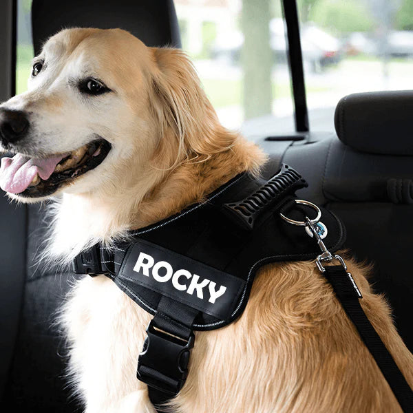 Dog Seat Belt