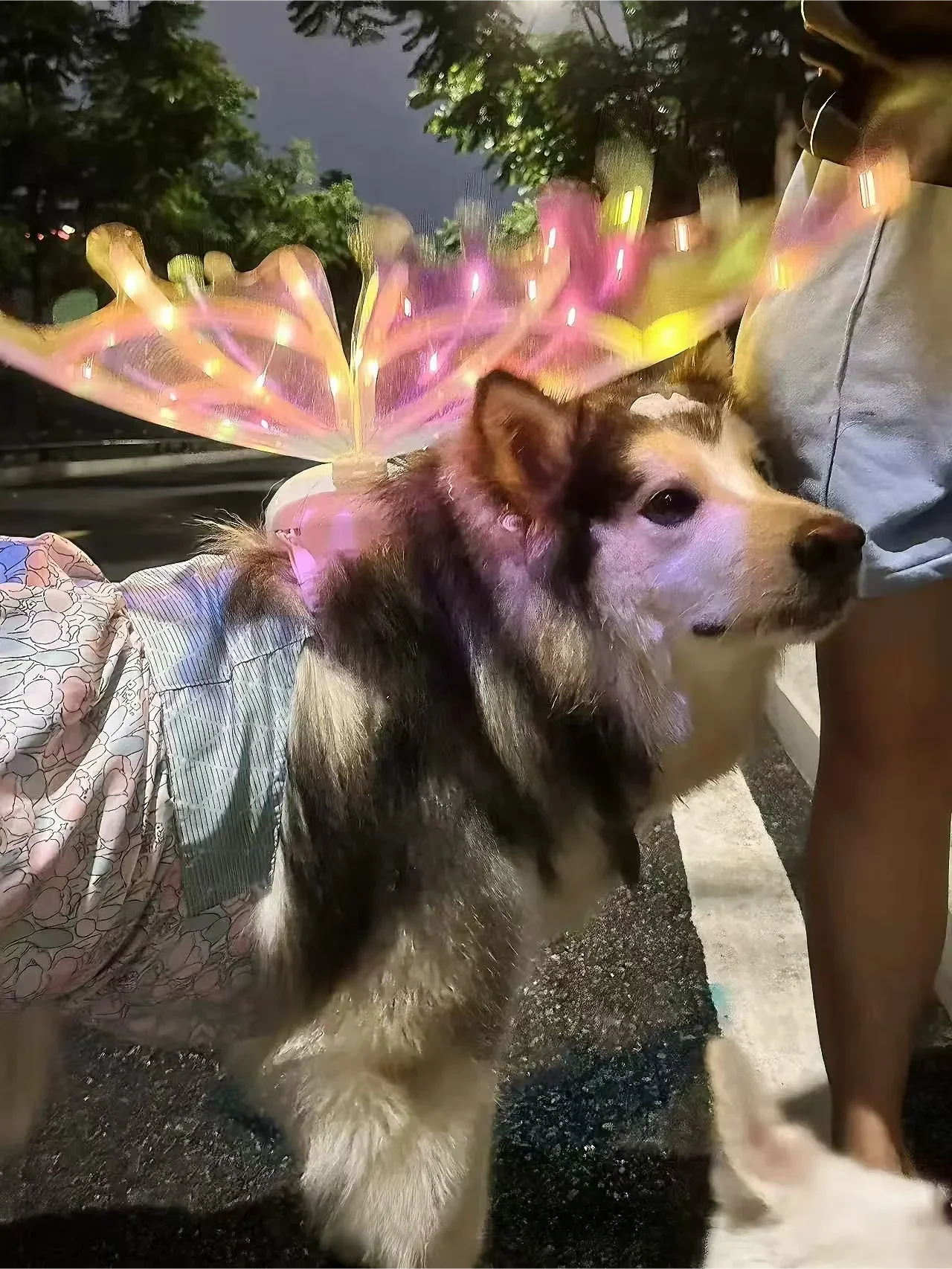 Electric Butterfly Wings for Dogs