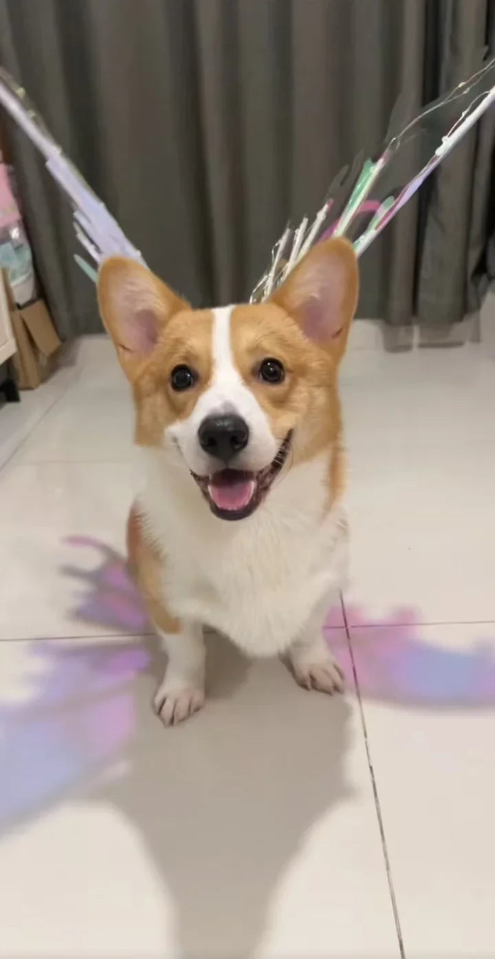 Electric Butterfly Wings for Dogs