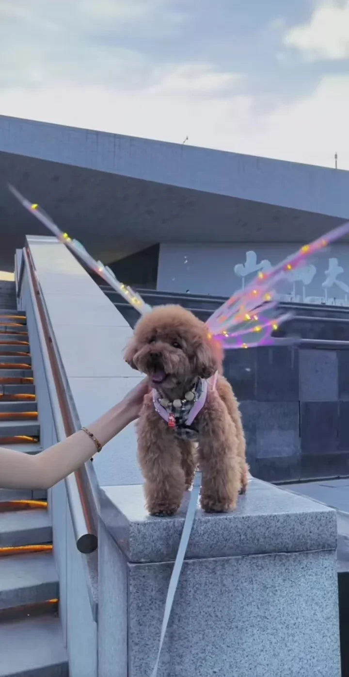 Electric Butterfly Wings for Dogs
