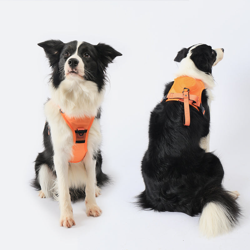 No Pull Adjustable Harness & Leash