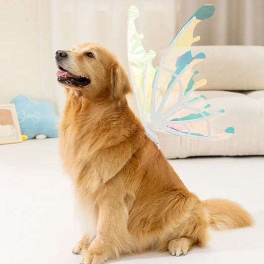 Electric Butterfly Wings for Dogs