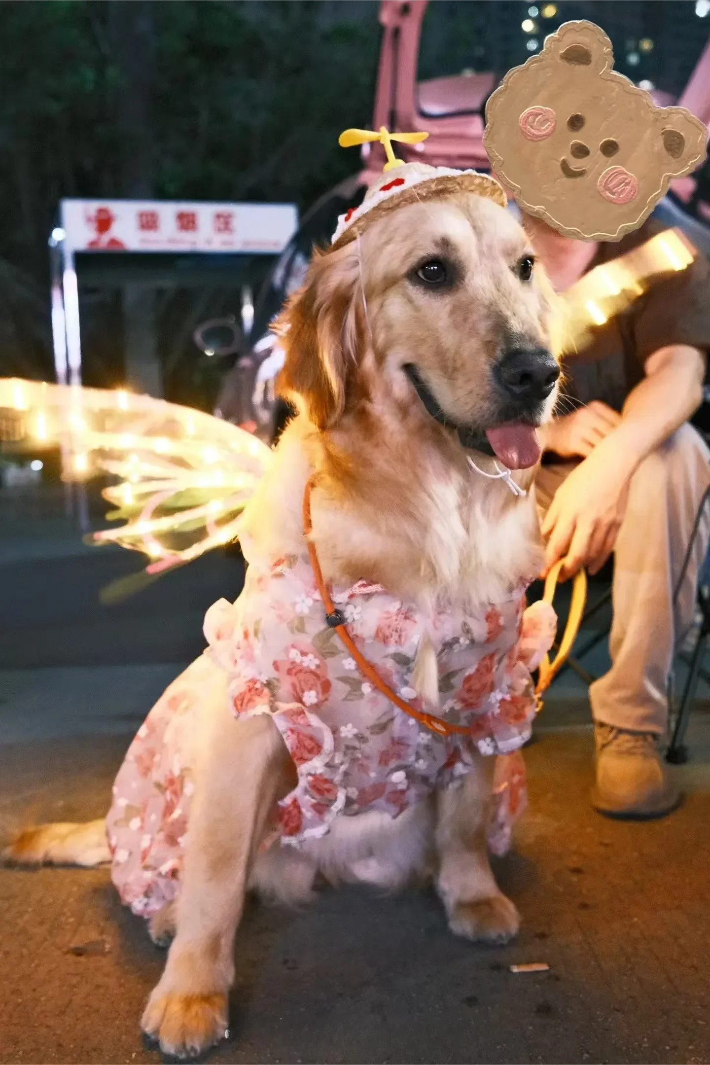 Electric Butterfly Wings for Dogs
