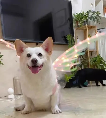 Electric Butterfly Wings for Dogs
