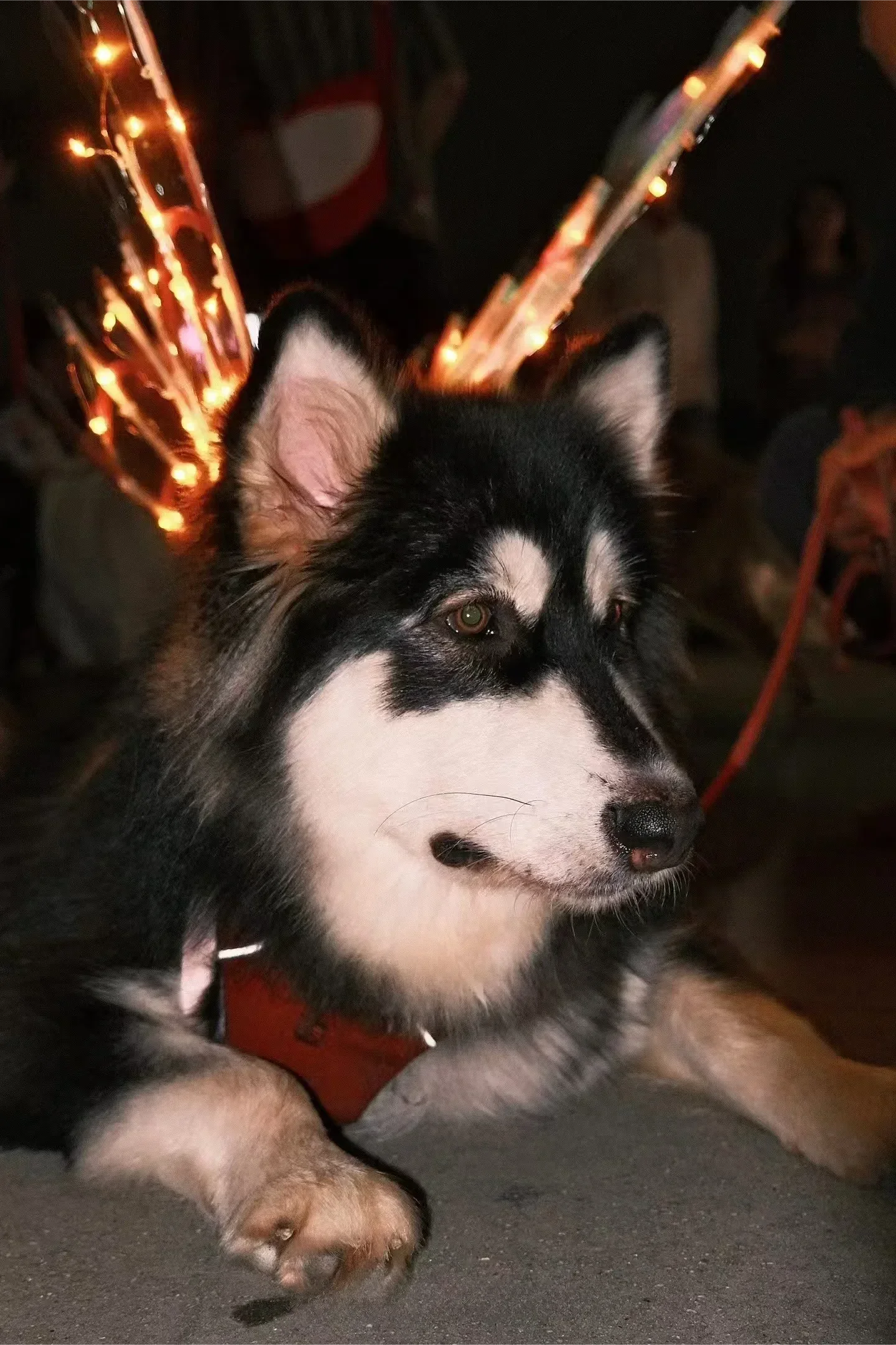 Electric Butterfly Wings for Dogs