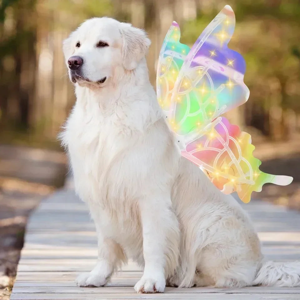 Electric Butterfly Wings for Dogs