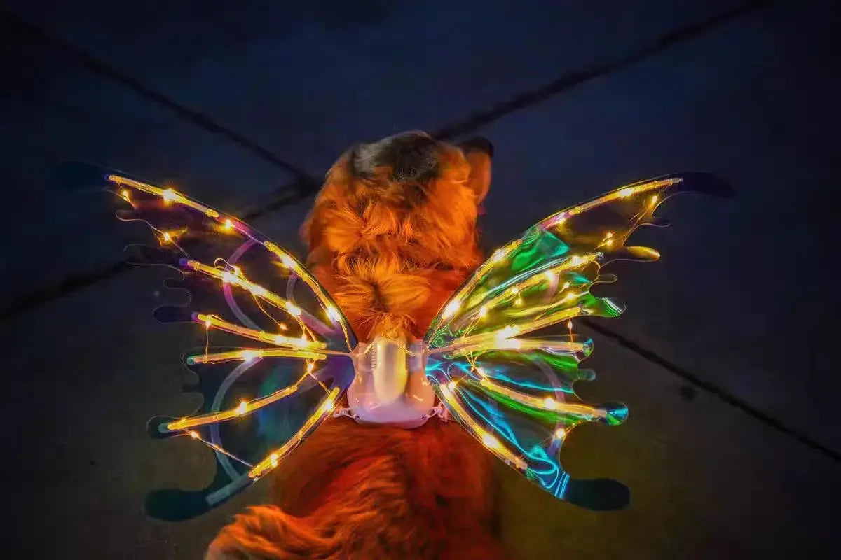 Electric Butterfly Wings for Dogs