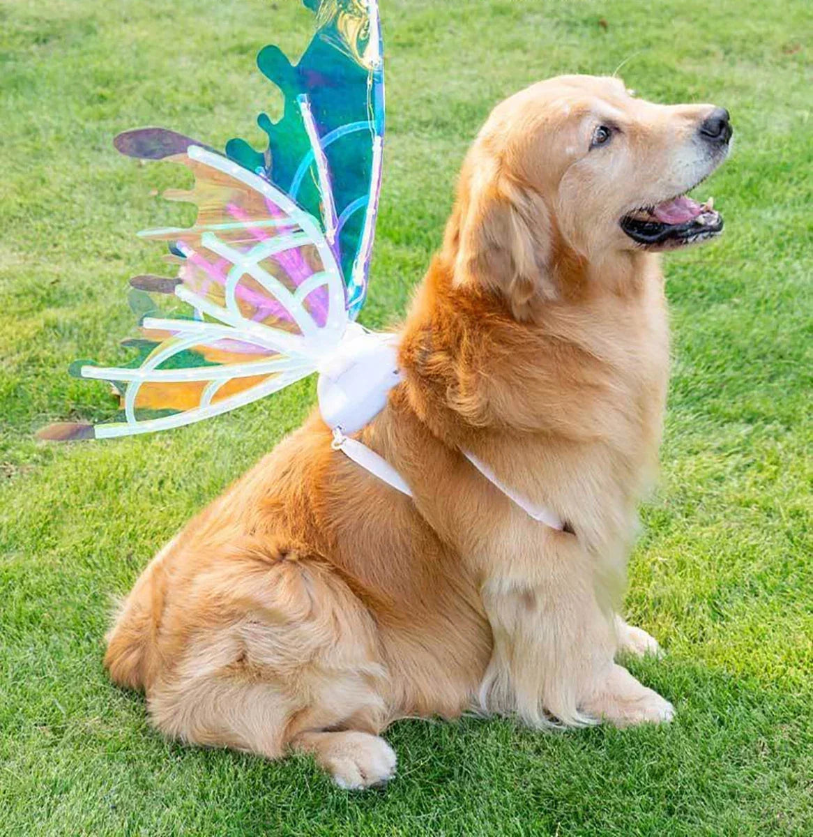 Electric Butterfly Wings for Dogs