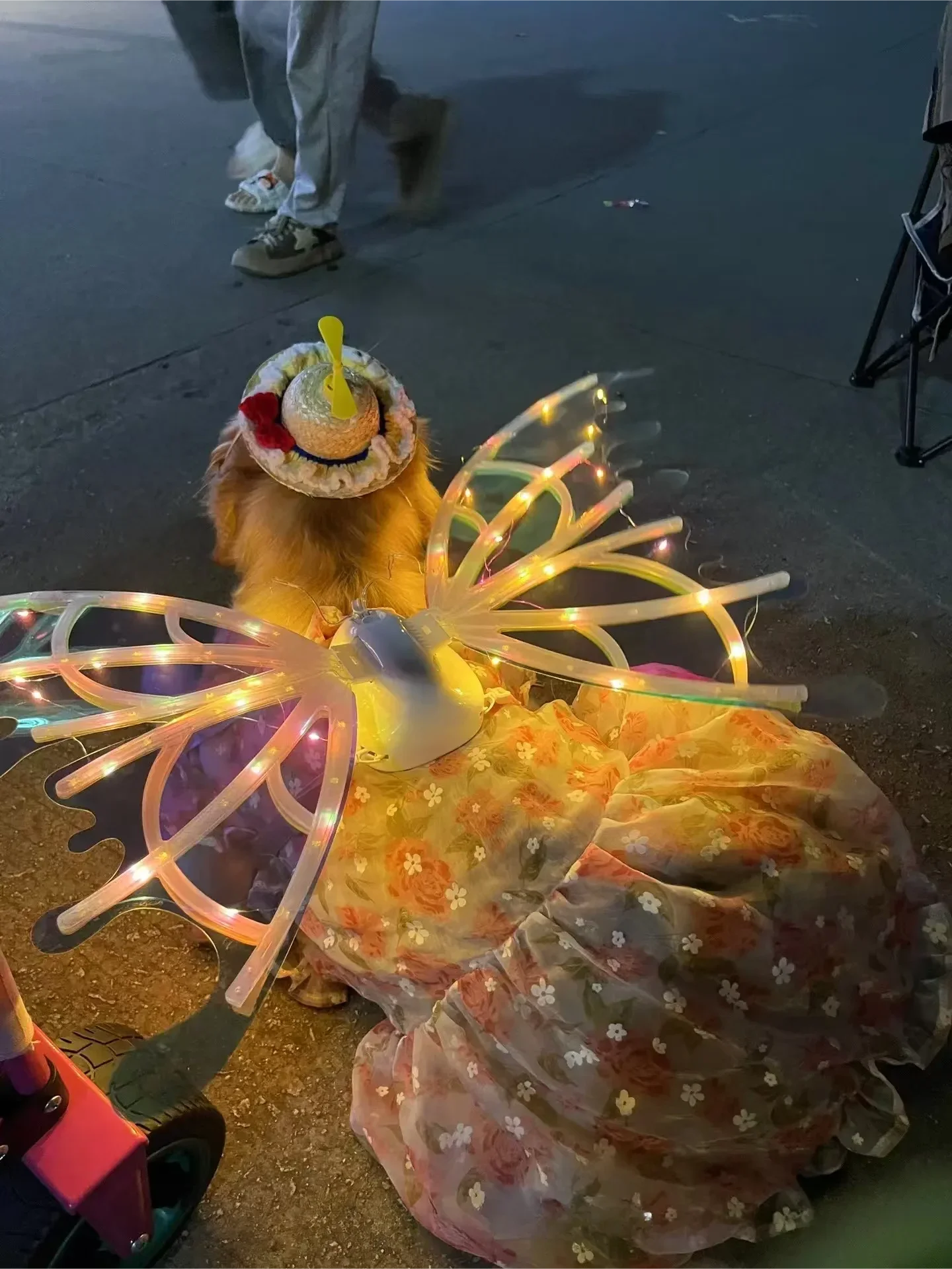 Electric Butterfly Wings for Dogs