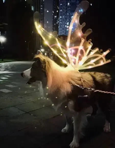 Electric Butterfly Wings for Dogs