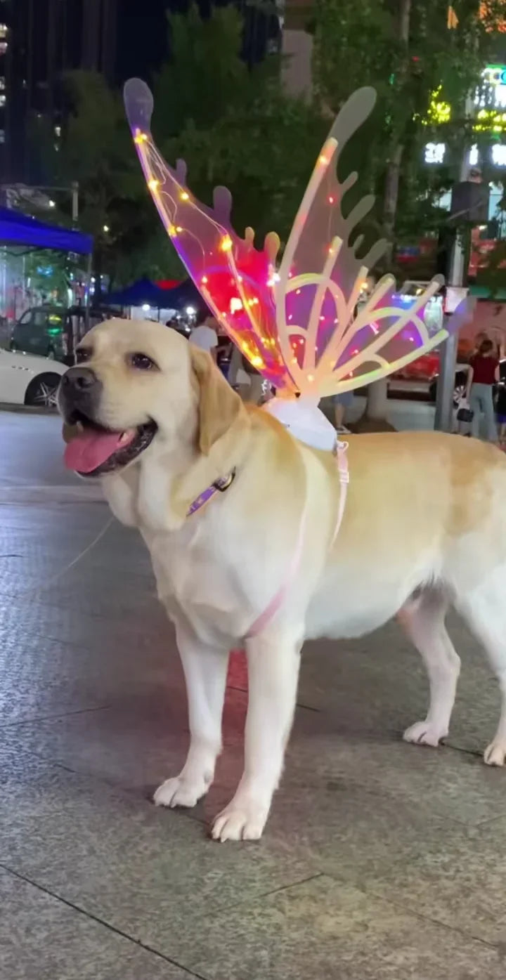 Electric Butterfly Wings for Dogs